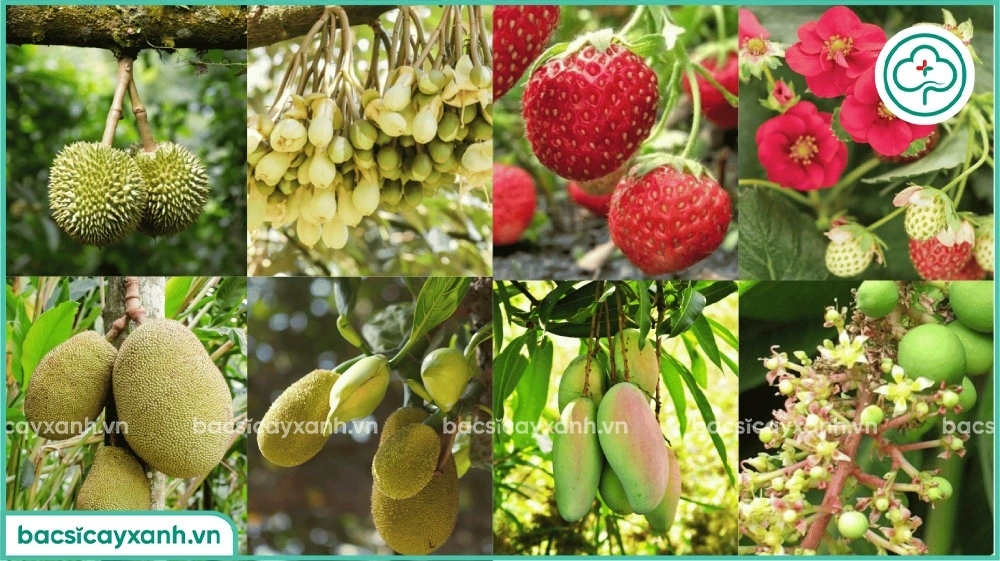 Cách phun canxi bo cho cây trồng